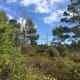 South Florida Parks. Gomez Preserve Nature Trail.