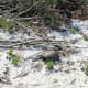 Gopher in the Sugar Sand. Gomez Preserve Nature Trail, Hobe Sound, Florida.