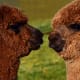 Close friend