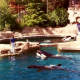 Orca whales
