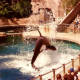 Orca whale performing