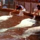 Beluga whales performing