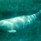 Beluga whale