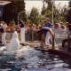 Beluga whales