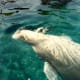 Beluga whale playing with ice