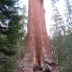 sequoia-and-kings-canyon-national-parks-general-sherman-tree-and-more