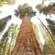 General Sherman tree looking up