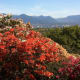 pictoral-views-of-queen-elizabeth-park--bloedel-conservatory-in-vancouver