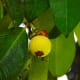 Raw mangosteen fruit