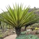 Impressive plant collection in Jardin Botanico Canario.