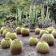 Cacti in Jardin Botanico Canario.