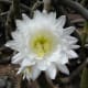 A flower amongst the cacti.
