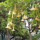 Trumpet flowers in Parque Doramas.