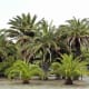 Palm trees near the lower entrance.