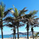 Palm trees on Playa de las Canteras.
