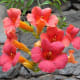 A splash of color in Jardin Botanico Canario.