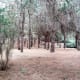 Pine forest in Jardin Botanico Canario.