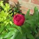 Peony deep velvet bud