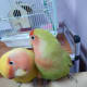 lovebird-leg-pain-a-personal-experience