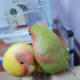 lovebird-leg-pain-a-personal-experience