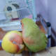lovebird-leg-pain-a-personal-experience