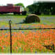 Red caboose in a wildflower-filled yard near Windy Winery