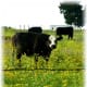 Friendly looking cows amidst wildflowers