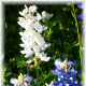 Closeup of Bluebonnets