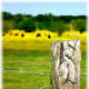 Barbed wire fencing with cattle and wildflowers in the distance