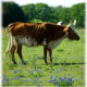 Cattle and bluebonnets