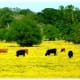 Grazing cattle amidst blooming wildflowers