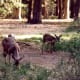 Mule deer in Yosemite