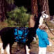 Llamas can be rented for use as pack animals when hiking in Yosemite.