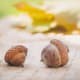 Acorns