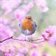 songbird