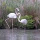pink-flamingos-and-kitsch-art