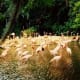 Flamingos at Discovery Island in Florida
