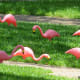 Plastic flamingos in our neighbor's yard
