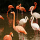 pink-flamingos-and-kitsch-art