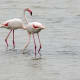 pink-flamingos-and-kitsch-art