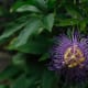 how-passionflower-maintains-ecology-and-cures-health-issues