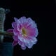 how-cacti-help-you-learn-to-be-grounded-in-life-a-poem