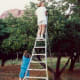 Photo of my mother and niece picking apricots in Fruita, Utah.