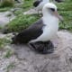 Wisdom the Albatross on February 11, 2011 on Midway Atoll National Wildlife Refuge.