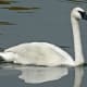 Trumpeter Swan