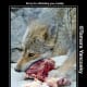 narcissist-and-little-red-riding-hood-tamara-yancosky