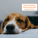 Most Basset Hounds will be perfectly happy napping in the sun until you come back home.