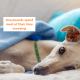 Greyhounds are pretty mellow and love nothing better than a good nap.