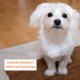 Maltese learn to climb up on furniture early!