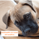 Bullmastiffs may look tough, but they are sensitive and sweet.
